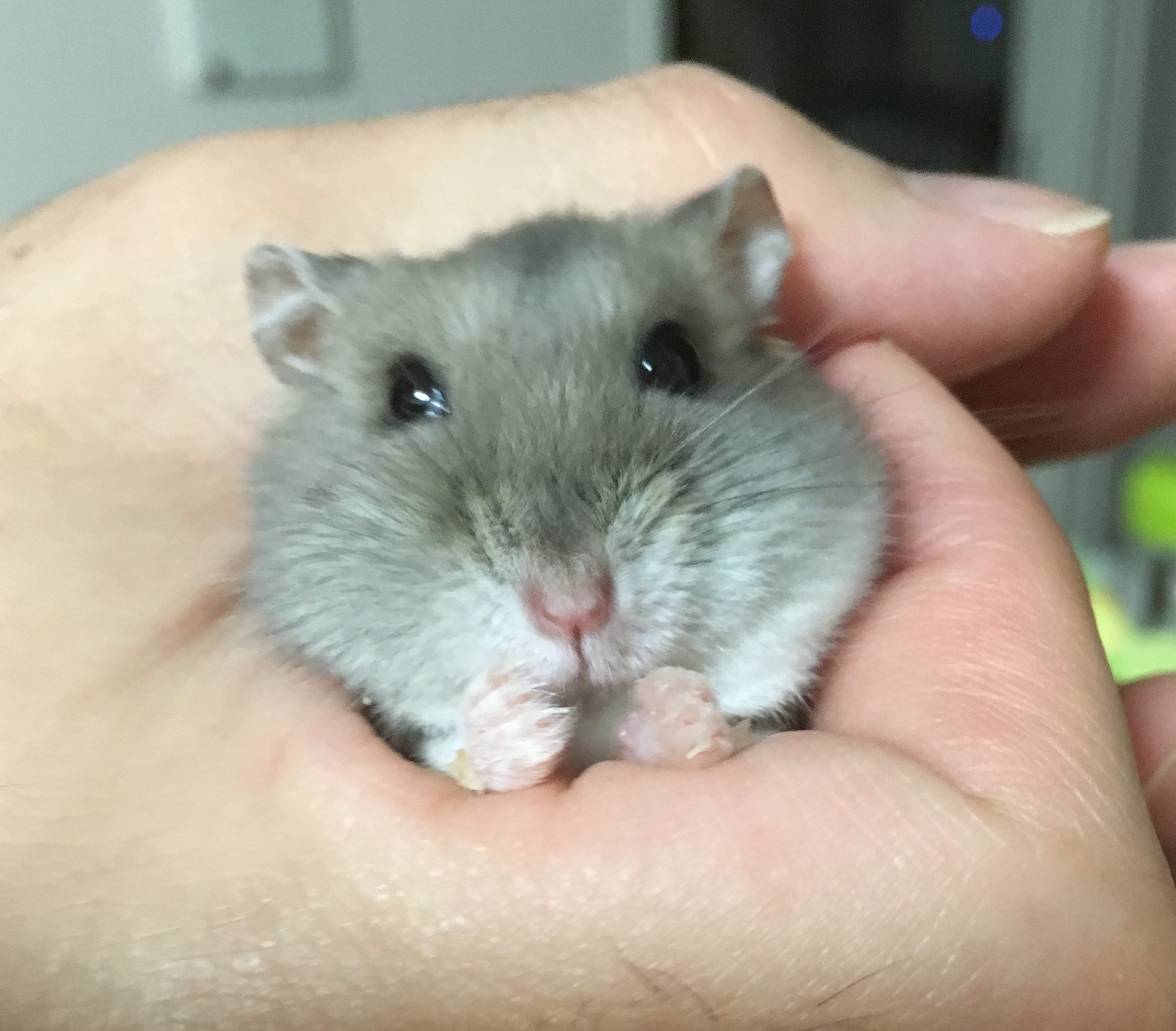 ハムスターのくしゃみの対処法